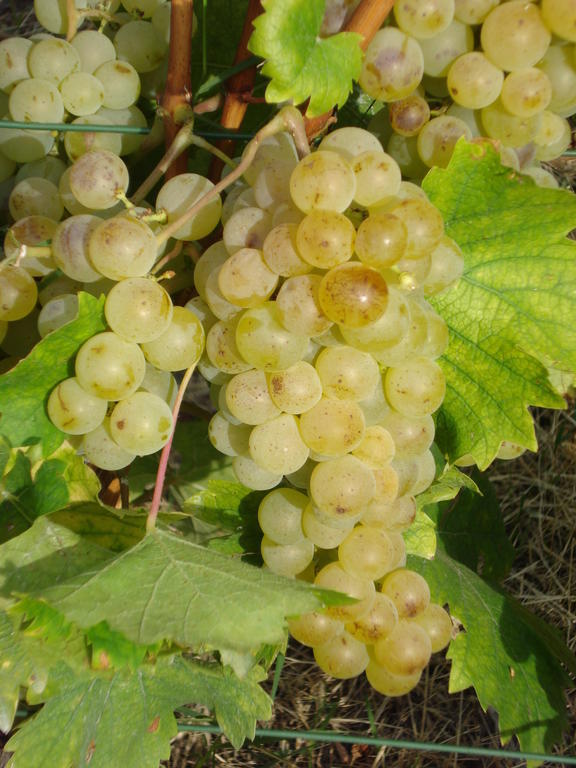 Agriturismo Cascina L'Arche Santo Stefano Belbo Eksteriør bilde