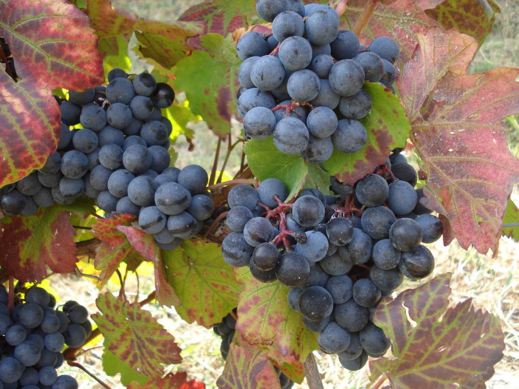 Agriturismo Cascina L'Arche Santo Stefano Belbo Eksteriør bilde